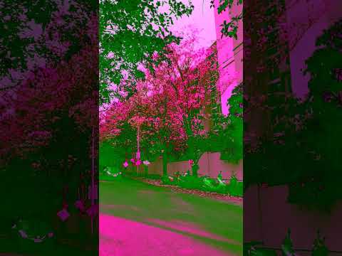 Flowers of Bangalore @ Janhavi Shelters