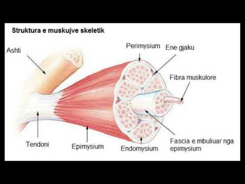 Struktura e muskujve skeletik