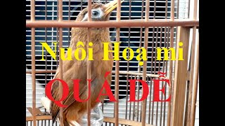 Cách chọn họa mi chọi chiến - Gia Sư Minh Đức Cách chọn họa mi chọi chiến - Gia Sư Minh Đức