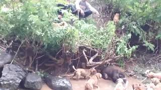 Download lagu Berburu babi hutan di garut selatan mp3