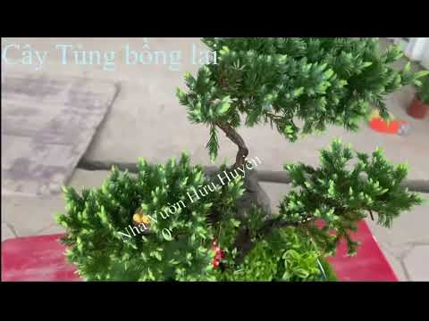 Cây tùng bồng lai