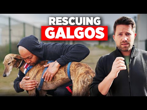 Rescuing the Spanish Galgos, Most Mistreated Dogs (Part 1)
