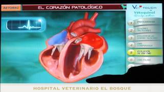 ilustraciones Hospital el Bosque: Cardiomiopatía dilatada (CMD) en hurones