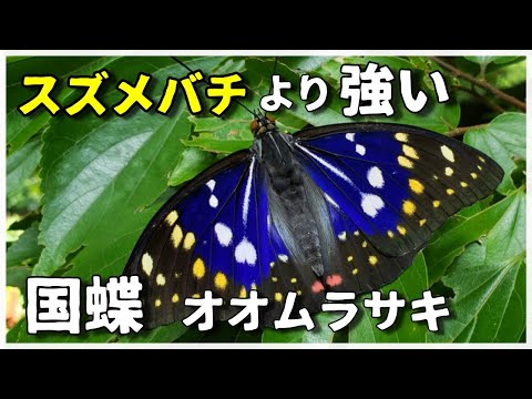 IUCN分類における絶滅の危険性を示す図。