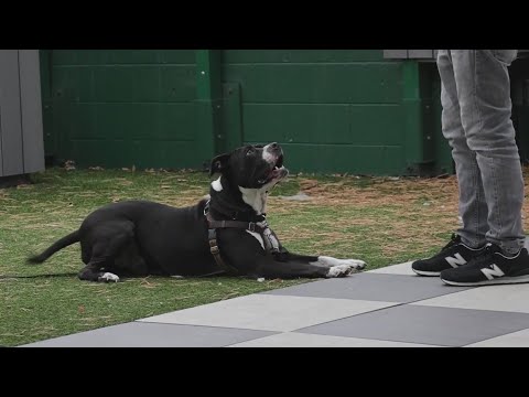 PAWS Chicago Pet of the Week: Damen - YouTube