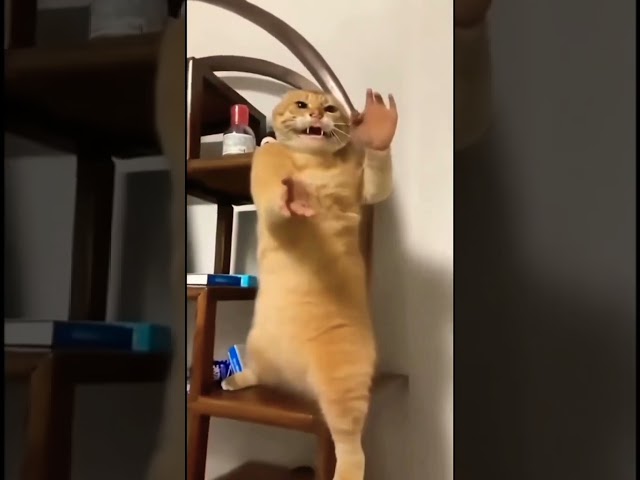 Vídeo relacionado con Kung Fu Cat Hanbo Eskrima Kungfu Kali Kitten Artes Marciales Sudadera