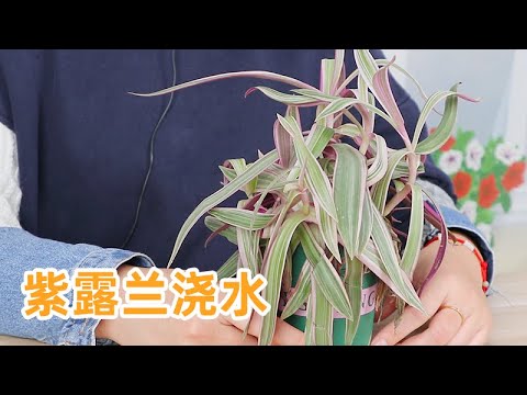 紫露蘭風水