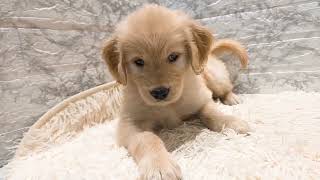 ゴールデンレトリバーの動画01