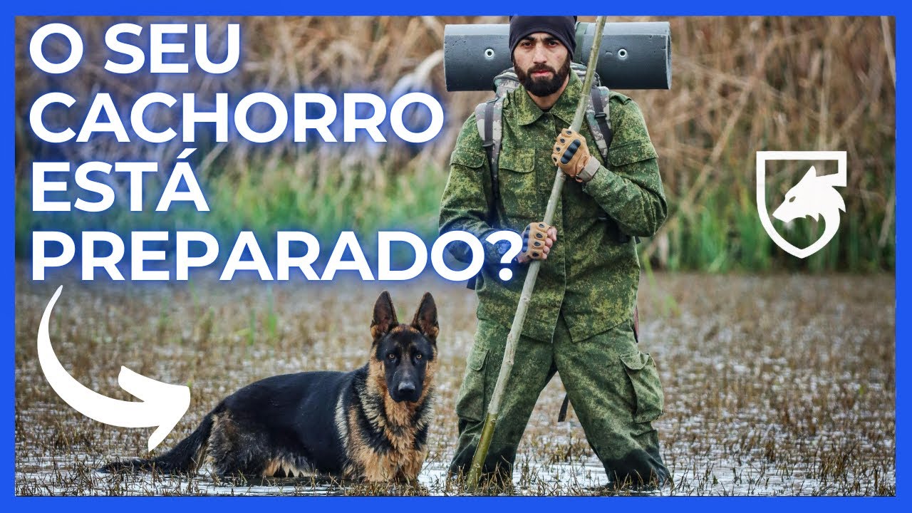 O CACHORRO TEM UTILIDADE EM UMA EMERGÊNCIA?