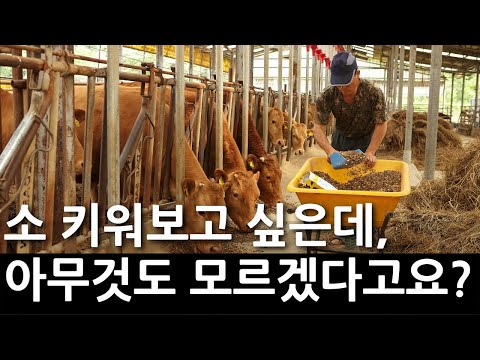 , title : '한우 귀농 준비, 이 영상 하나로 종결하세요. (소 키우기)'