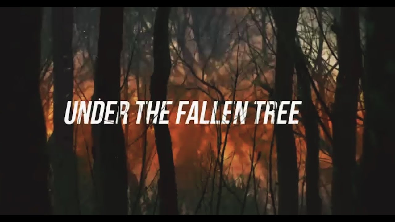 Under the Fallen Tree
