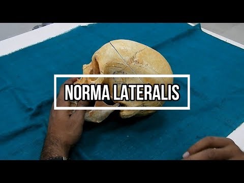 Norma Lateralis