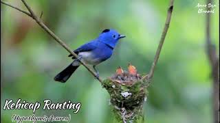 Download lagu Terapi Suara Kehicap Ranting Di Alam Pasti Bunyi❗Burung Bahan, Setres, Gak Bunyi Pasti Bunyi❗ mp3