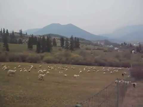 , title : 'Chov oviec (sheep farming)'