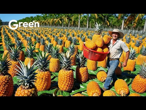 Pineapple Farming - Pineapple Harvesting & Pineapple Drinks Making 🍍  | Agriculture Technology