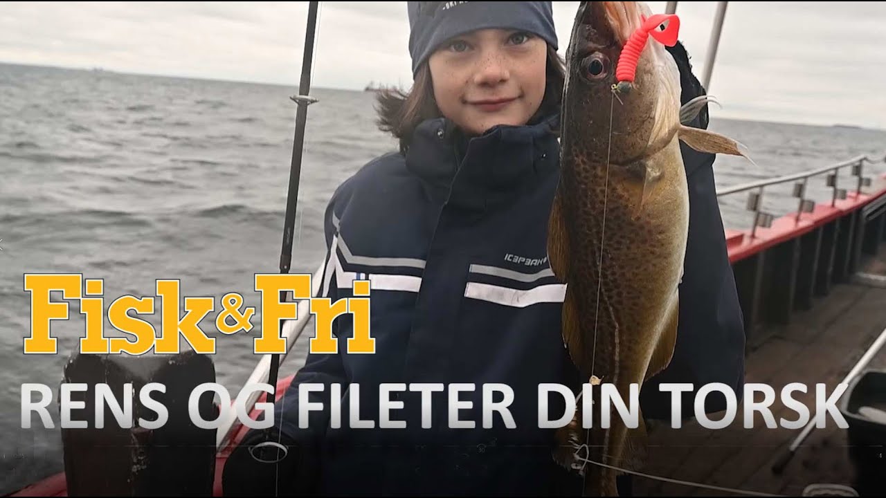 NY VIDEO: RENS OG FILETER DIN TORSK