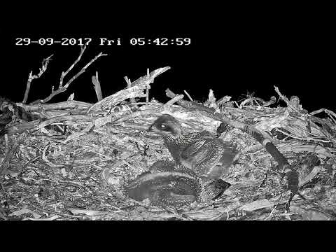 Ospreys in Port Lincoln South Australia 2017