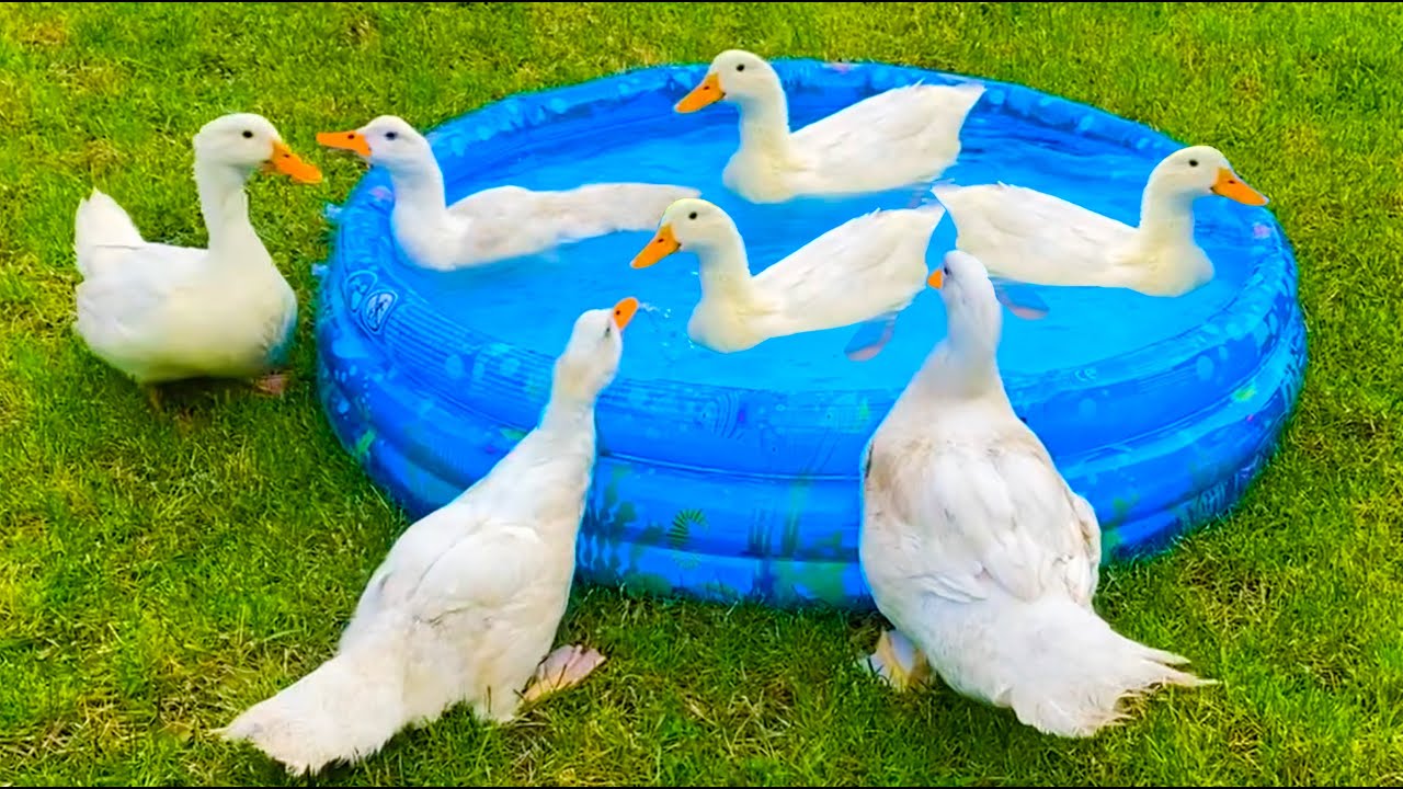 Cute animals: Ducks fun dive and swim in a inflatable pool
