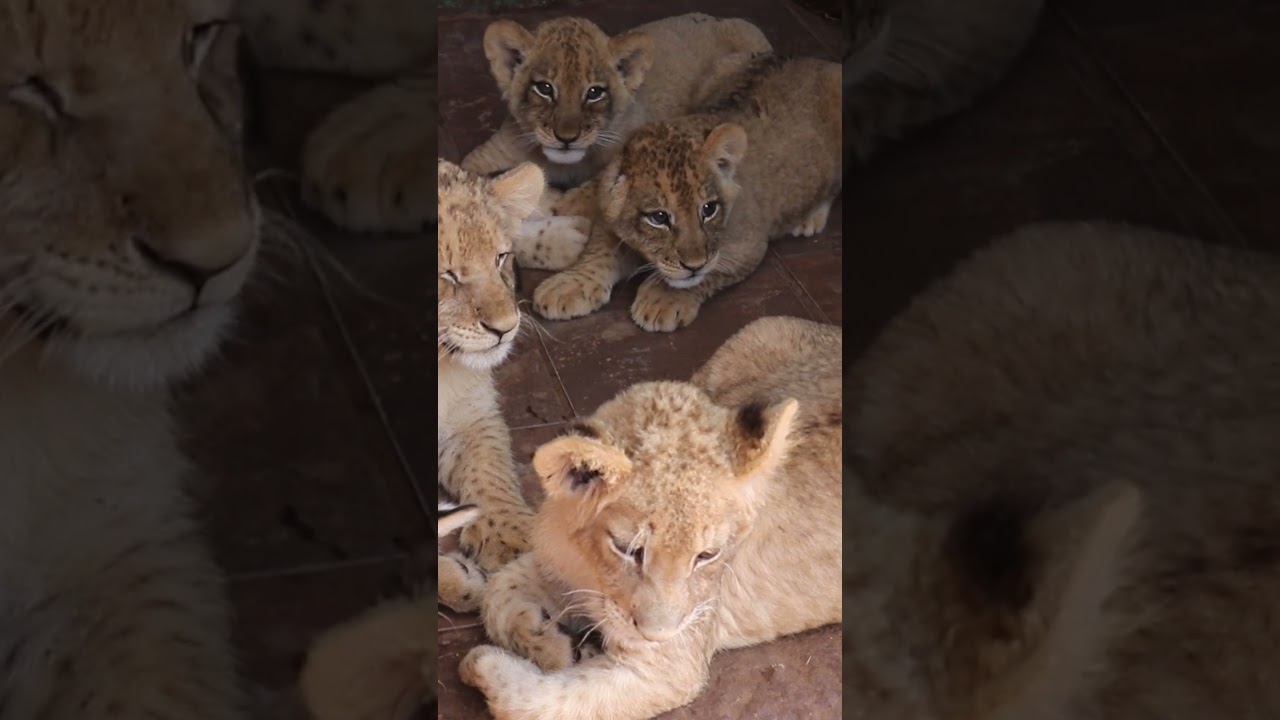 Peter Caldwell - Health of bottle fed captive predators part 2