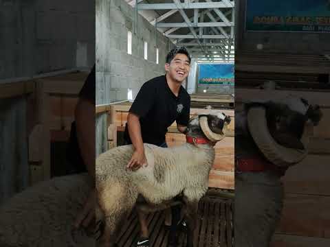 Kambing istimewa harga 20jt