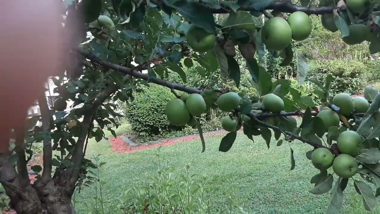 Dwarf Granny Smith Apple Tree !