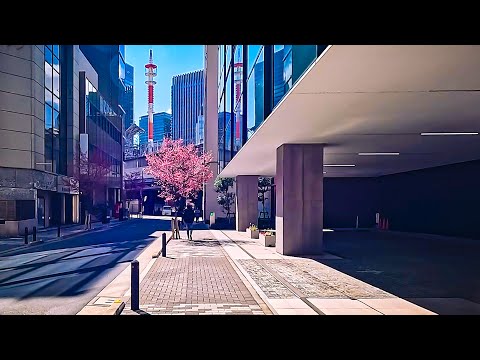 Japan Walking Tour 2025: Tokyo Spring Sakura Walk