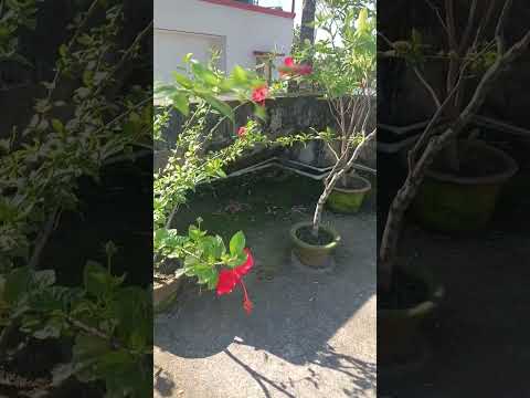 Manika❤️#reels #youtubeshorts #shorts