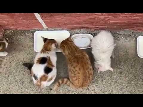 kızçelerimin hayvan sevgisi (3) Piyanist Şantör Çağlayan YAMAÇ (0 543 361 93 06 )