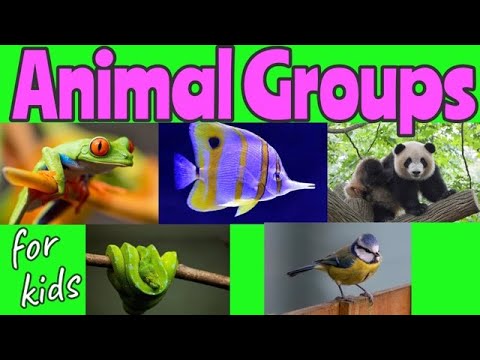 ANIMAL Groups | Animal Classification for kids 🐼🐍🐦🐠🐸 | Miss Ellis #animalclassification