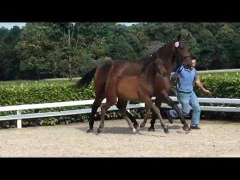 Stutfohlen v. Royal Classic - Don Crusador