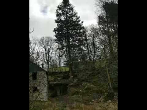 Tree Tech Arb & Forestry Services Ltd video.