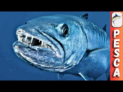 Los Secretos Ocultos de La Barracuda Asesina de Los Mares!
