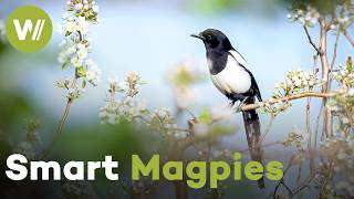 Intelligence of Magpies Revealed | Magpies – More than Black and White (Documentary, 2021)