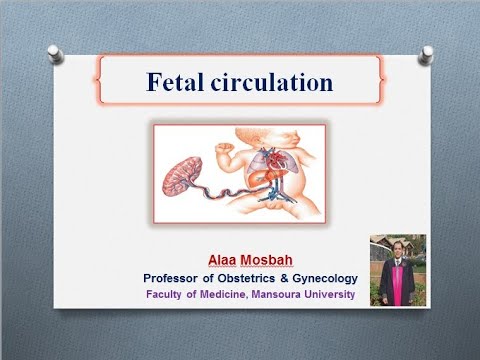 Fetal circulation