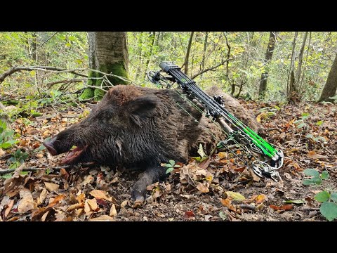 Tir d'un sanglier à l'arc + 100kg