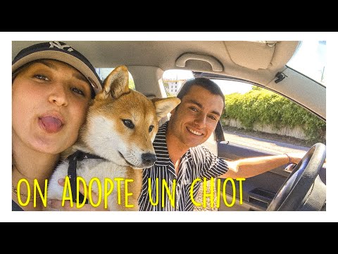 download shiba fr 3gp mp4 codedwap