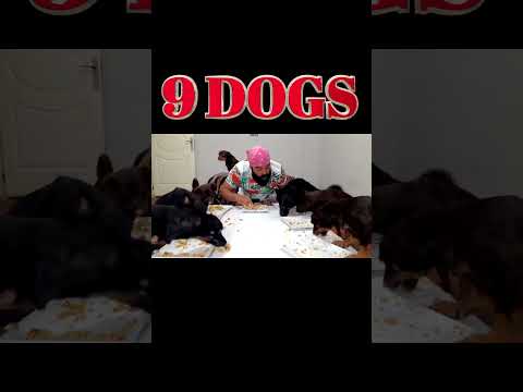 Homemade Healthy Dog Food Recipe | Nutritious and Delicious Meal for Your Furry Friend