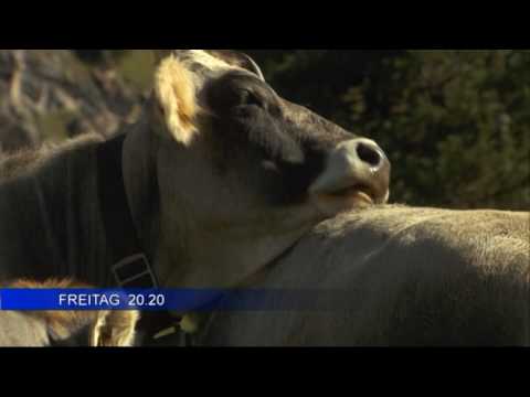 Tipp  DAS GRAUVIEH - Rinder, Züchter und Leben am Berg