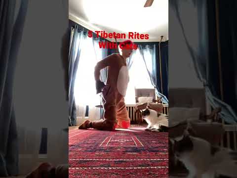5 Tibetan Rites with Cats #shorts #exercise #5tibetanrites #moveyourbody #fitness #cats