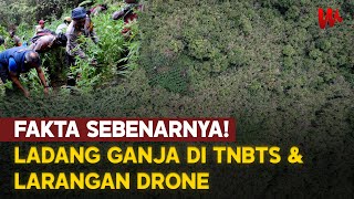 Download lagu Fakta di Balik Temuan Ladang Ganja & Larangan Drone di TNBTS mp3