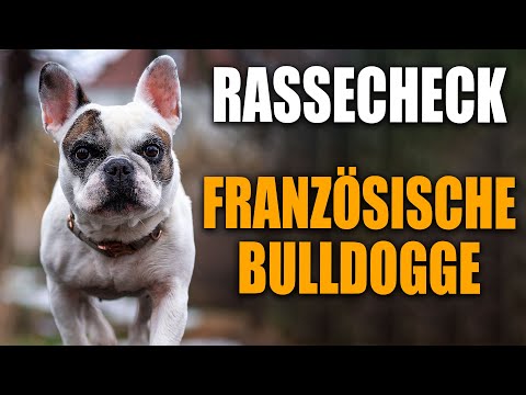 Französische Bulldogge Rassecheck  - Rasseportrait, Rassebeschreibung