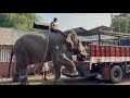 How Elephants Are Transported In Trucks Amazing Elephant Loading Process