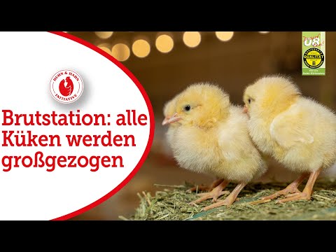 Brutstation: alle Küken werden großgezogen
