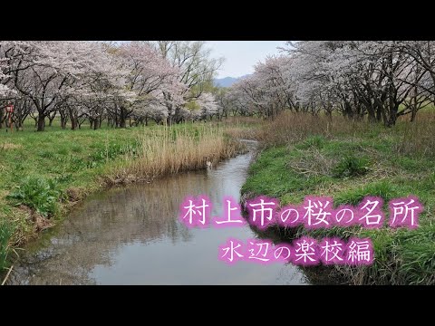 村上市の桜の名所「水辺の楽校編」