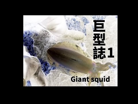 【黑水】 F系列3.5吋黑水木蝦全新上市BlackWater EGI