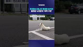 버려진 주차장서 떠나지 못하던 유기견…달려온 누리꾼이 '극적 구조'| TJB 대전·세종·충남뉴스