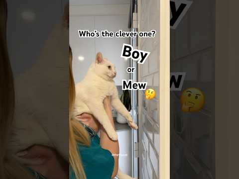 Epic fail #funny #cat #catvideos