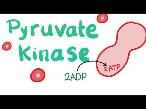 image-How does glucose affect red blood cells?