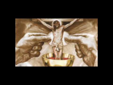 Pelicano video
