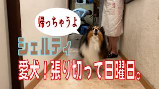 【シェルティ】愛犬！張り切って日曜日【フランス田舎暮らし🇫🇷】#犬の散歩 #賢い犬 #犬のいる暮らし #シェルティ